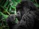 5day gorilla tracking +bunyonyi tour